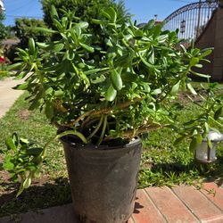 Suculent jade plant