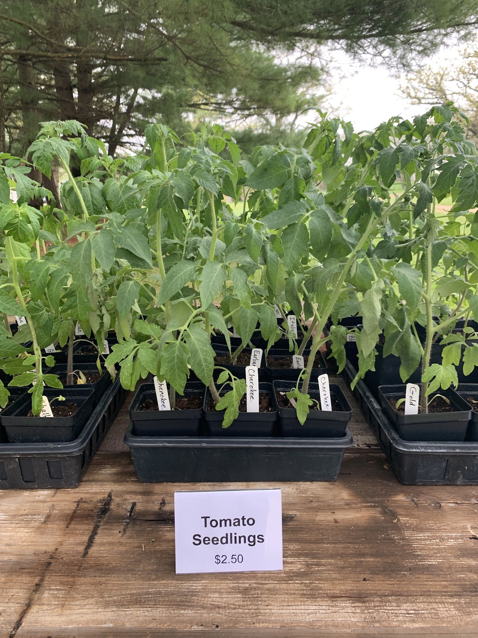 Tomato Seedings For Sale