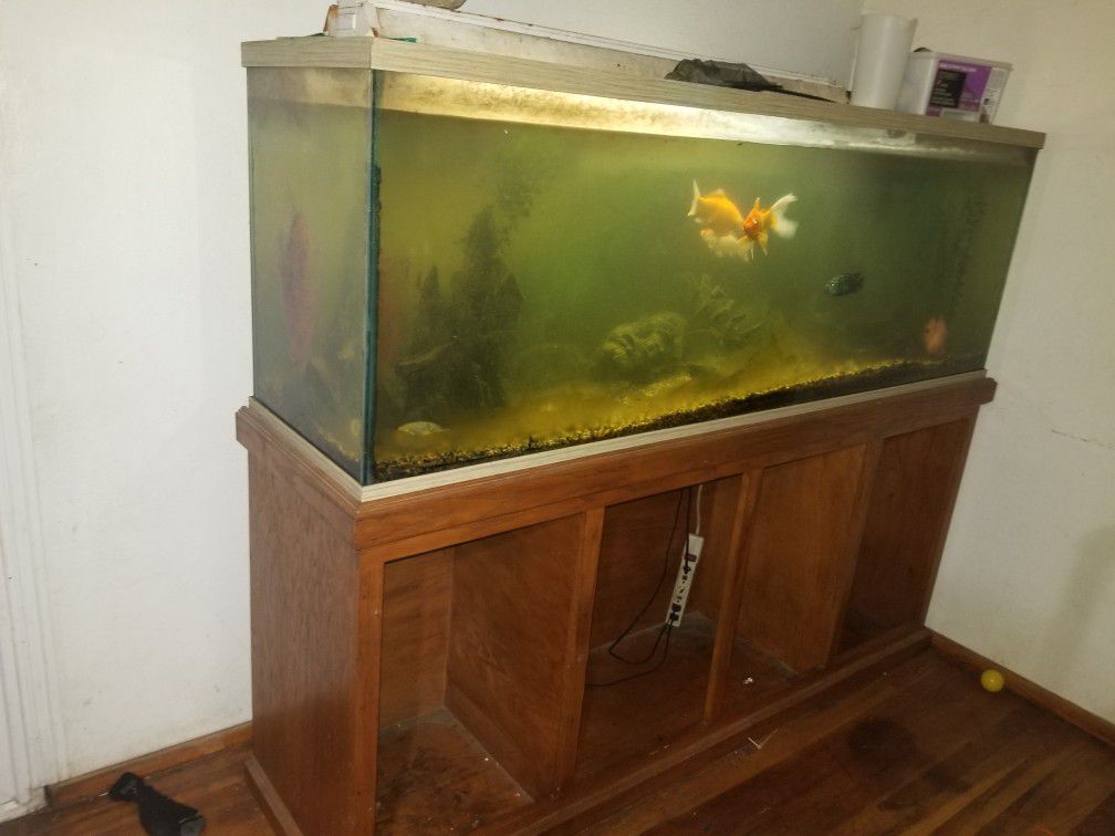 Huge fish tank