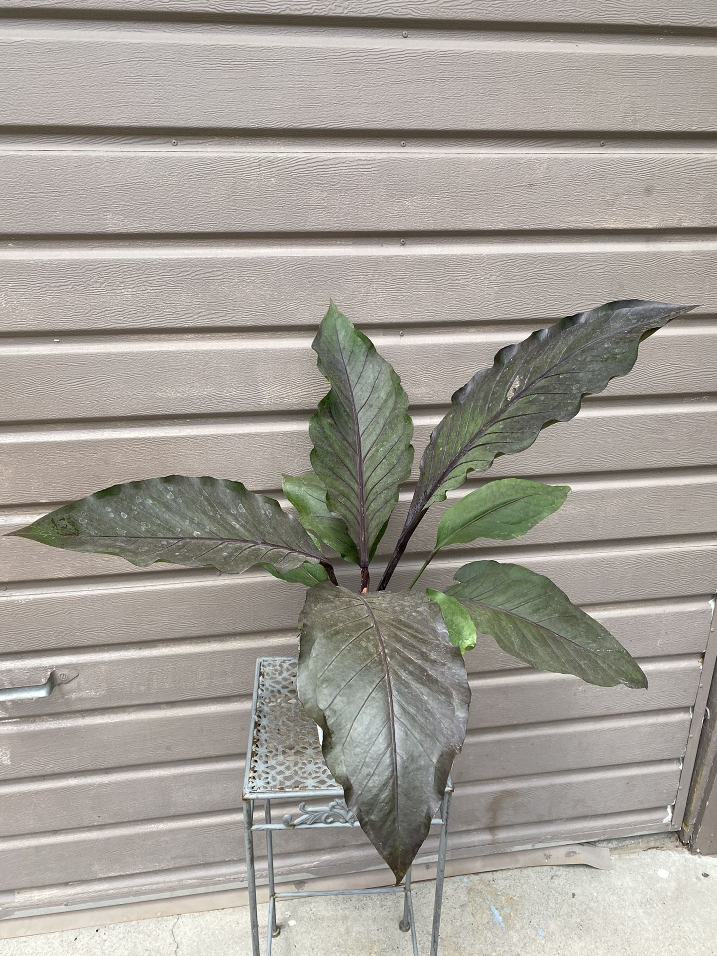 dracaena fragrans warneckei Dracaena Warneckii, Lemon Lime Dragon Tree