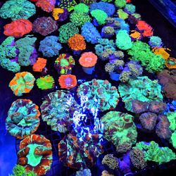🔥CORALS DECORATIONS FOR MARINE TANK OVER 500 CORALS IN STOCK PICK-UP - DELIVERY - SHIP