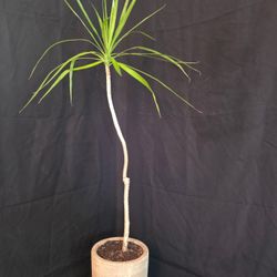 54”Tall Dracaena Marginata In Brown Terracotta Pot($85)