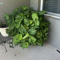Big Plant