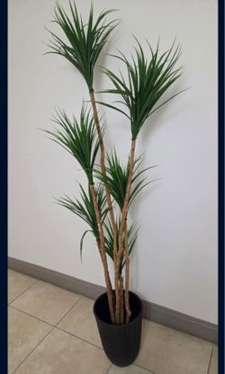 *** NEW LOW PRICE *** 6ft Faux Spider Dracaena in a 15in (Tall) Black Resin Planter @ Lasting Creations