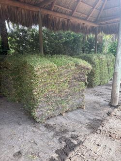 Fresh Sod