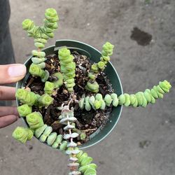 String Of Buttons Succulent 