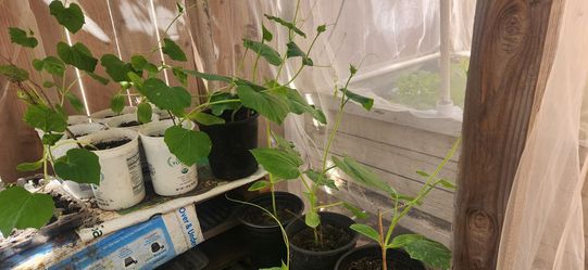 Vietnamese long bottle gourds plant - free to trade
