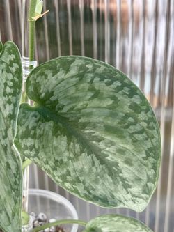 Scindapsus Pictus