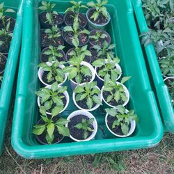 Organic  Pepper Each $3