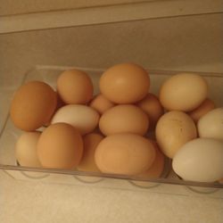 Fresh Organic Eggs 