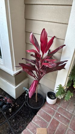 Red cordyline tea plant $30