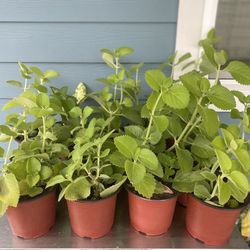 bushes of oregano orejon…. really beautiful, good for your health… take advantage, get them for $5