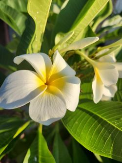 Plumeria Seedlings