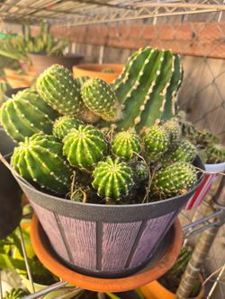 Plantas desde $5