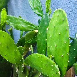 Opuntia Nopales Prickly Pear Cactus Cuttings - Spineless, Thornless, Edible. 🌵