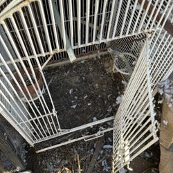 Pigeons Cage