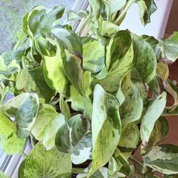 Marble Queen Porto’s In Ceramic Pot