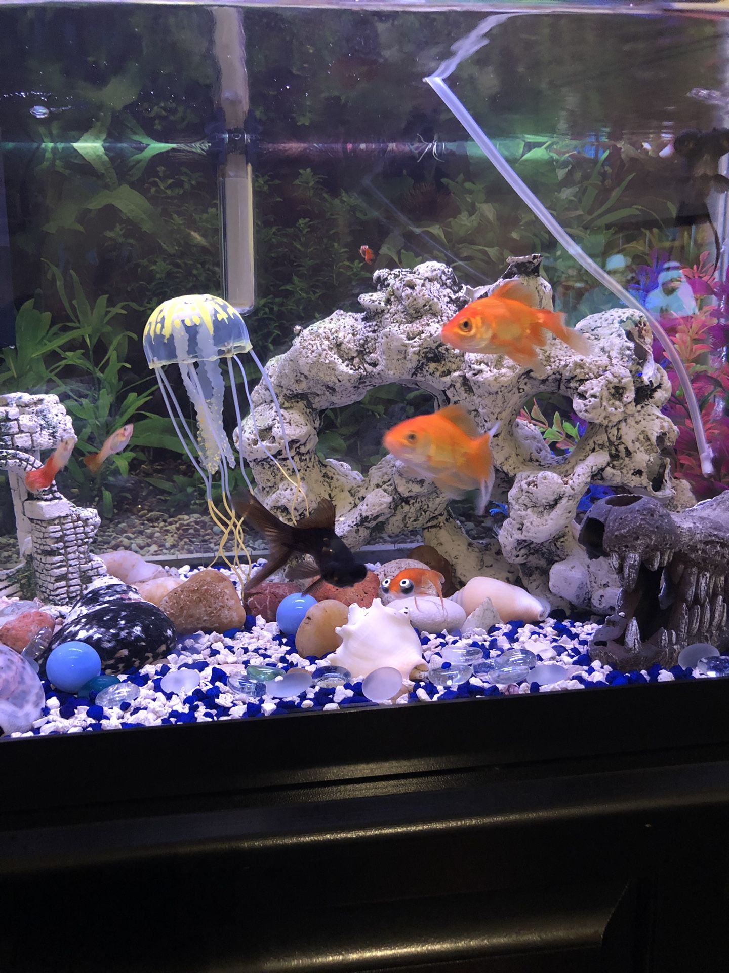 Fish tank with everything