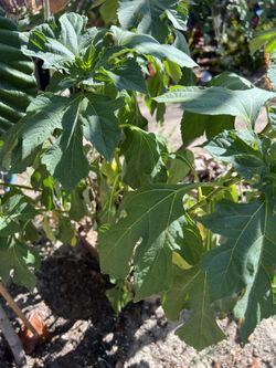Mexican Sunflower Cuttings