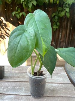 Variegated Syngonium Chiapense