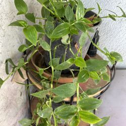 Planta Colgante