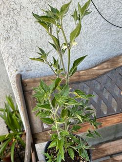Mata de chile