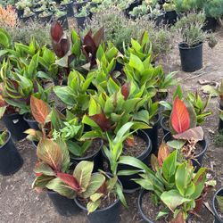 Plants