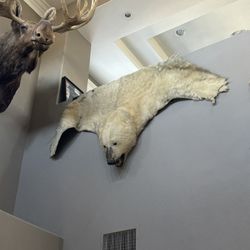 Huge Polar Bear Rug Taxidermy 
