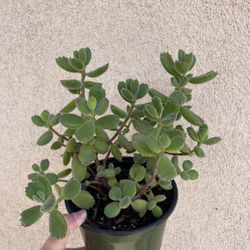 Beautiful Panda Paw 🐾 Succulent Plant 6’ Pot