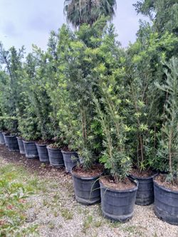 Maki Podocarpus Hedges $45.00 6'ft