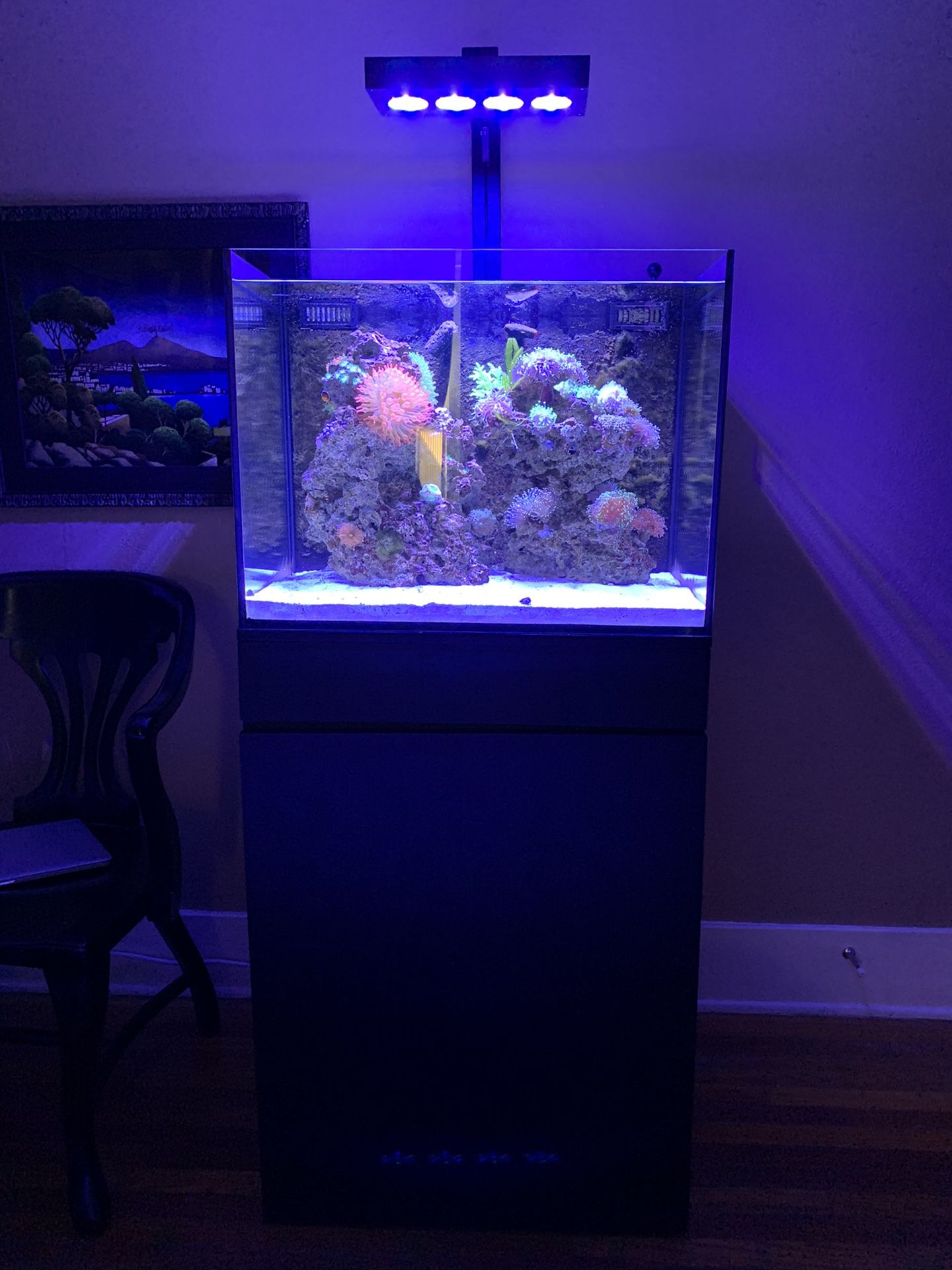 45 Gallon Reef Tank with Stand