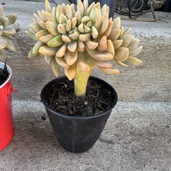 Cute Crested Succulents 