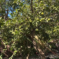 Limones Mexicanos , O Key Limes Bien Jugosos