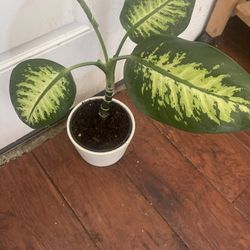 Plant For Room In Ceramic Pot $20