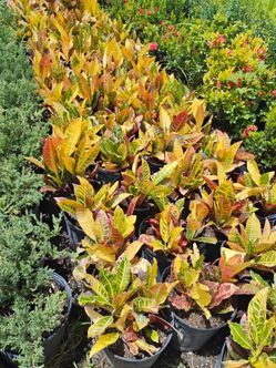 Croton hedges Sale! 3gl $8