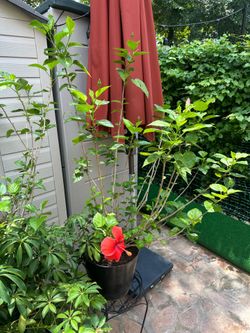 Plants