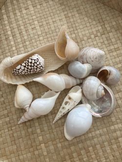 Beautiful neutral natural shell beach decor