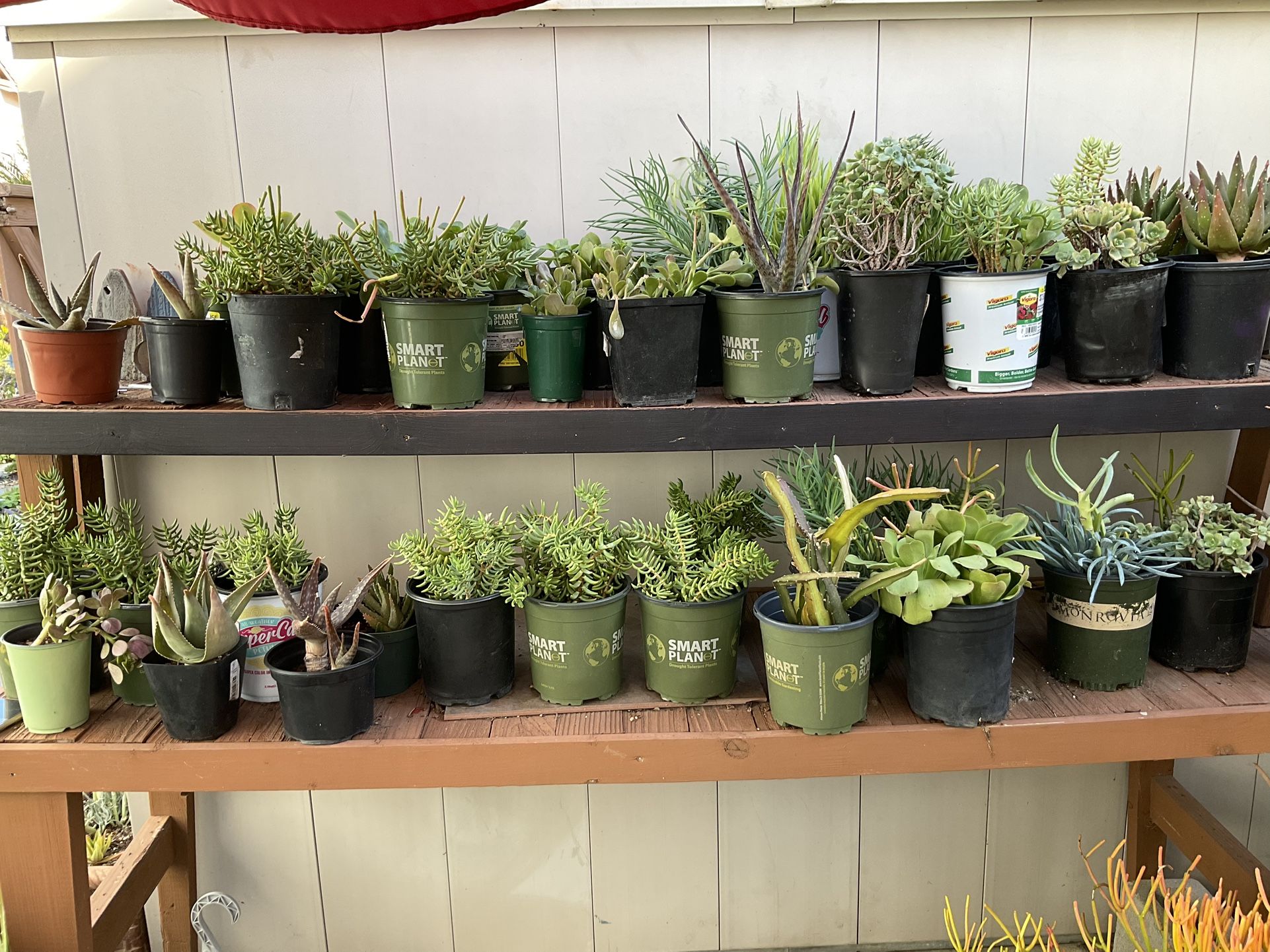 Potted Plants Succulents