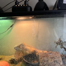 Reptile Terrarium With 2 Lights & 2 Heat Lamps