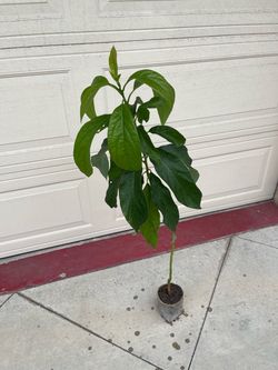 Hass Avocado fruit Tree