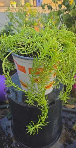 Prick madam succulent plant