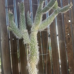 Over 4ft Large cacti