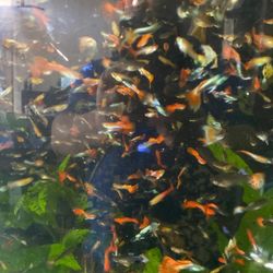 Fish  Tank And Aquarium 