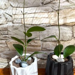 Hoya Australis House Plant In 3.5"H White Or Black pot.Each.