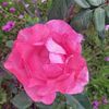 NATHALIE