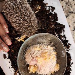 Exotic Pet Supply
