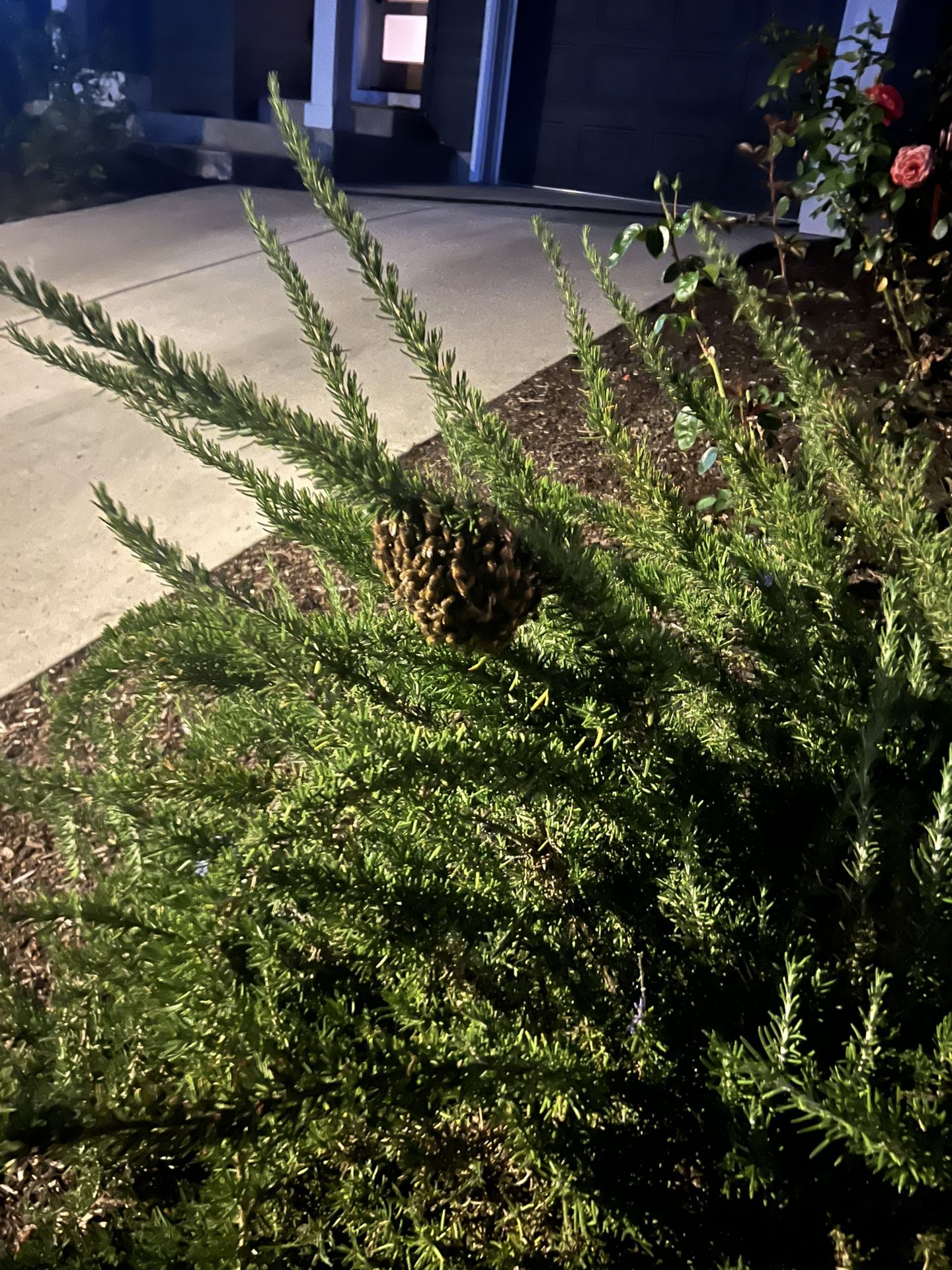 Bees - Small Swarm