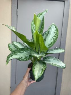 Aglaonema Chinese Evergreen Silver Bay House Plant 6” Pot