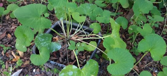 Gotukola, (Pennywort) Plant