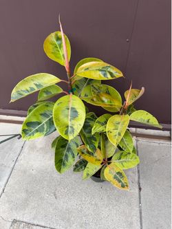 8” xxl ficus Shiveriana w/ múltiple plants
